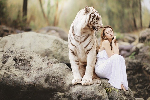tiger loving female