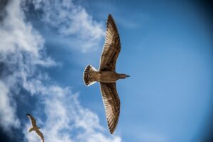 sea gull, bird, sky